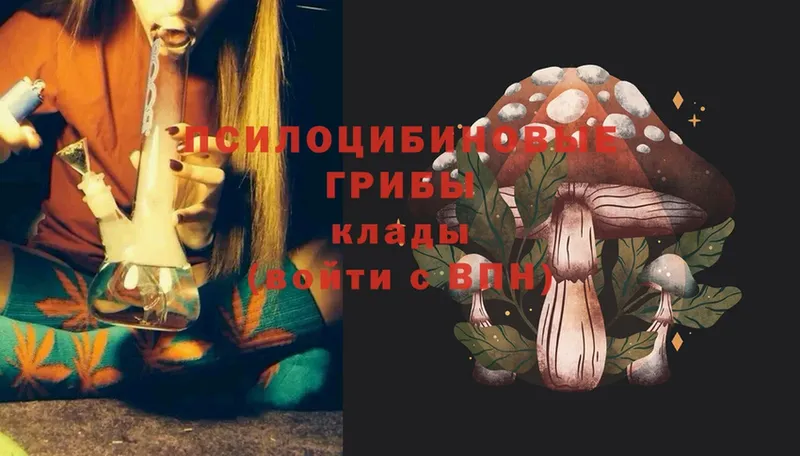 Галлюциногенные грибы Cubensis  Карачаевск 